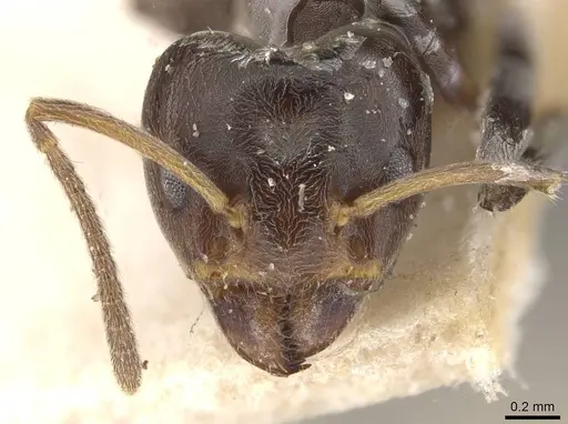 Azteca trigona - CASENT0909692