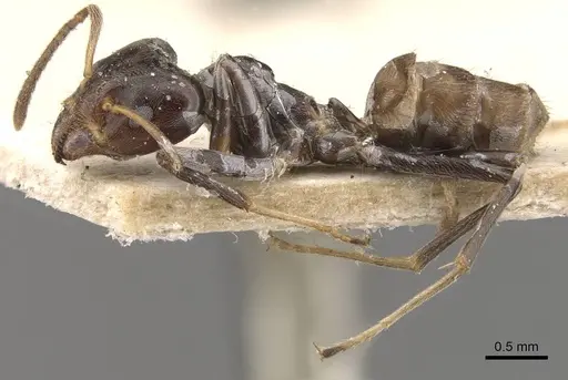 Azteca trigona - CASENT0909692