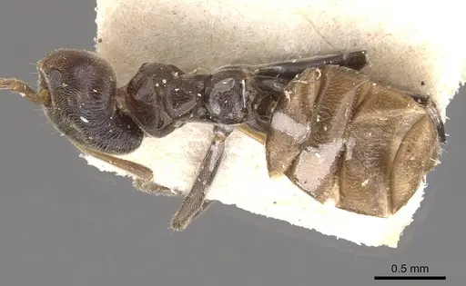 Azteca trigona - CASENT0909693