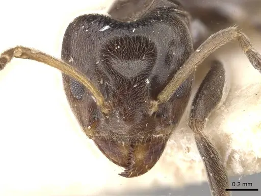 Azteca trigona - CASENT0909693