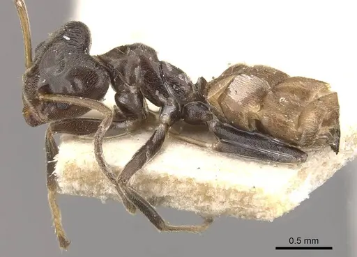 Azteca trigona - CASENT0909693