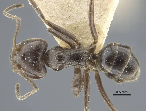 Azteca trigona - CASENT0917123