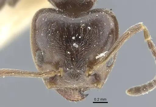 Azteca trigona - CASENT0917123