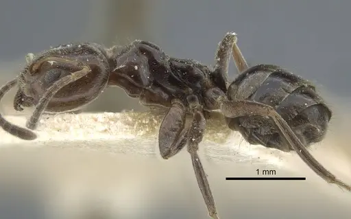 Azteca trigona - CASENT0917123