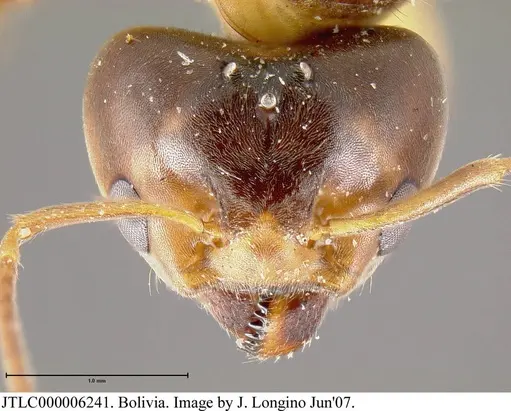 Azteca trigona - JTLC000006241