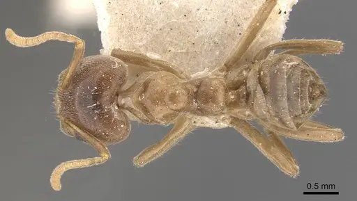 Azteca ulei specimen