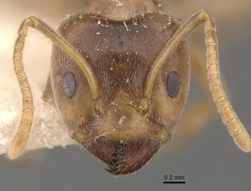 Azteca ulei specimen