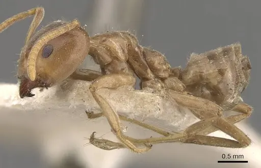 Azteca ulei specimen