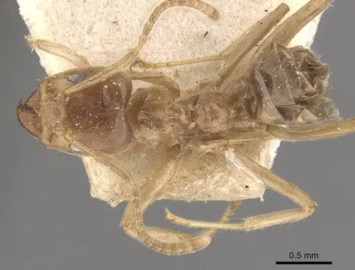 Azteca ulei - CASENT0909695