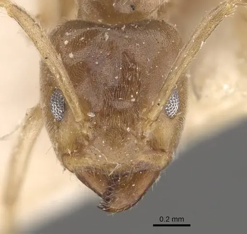 Azteca ulei - CASENT0909695