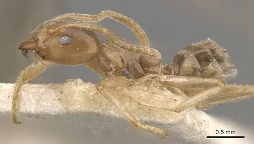 Azteca ulei - CASENT0909695