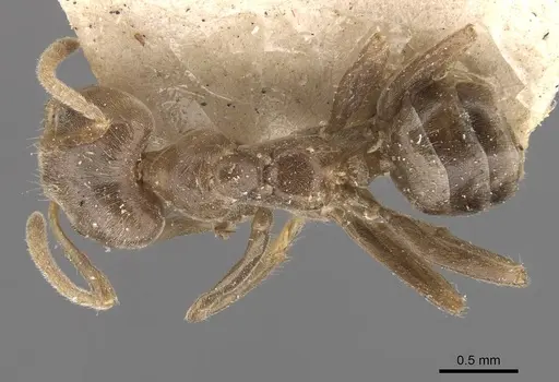 Azteca ulei - CASENT0909696