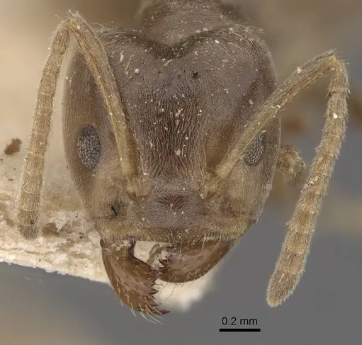 Azteca ulei - CASENT0909696