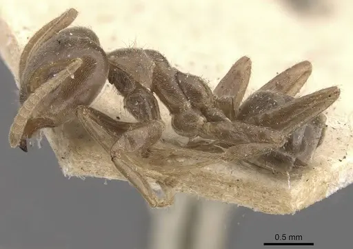 Azteca ulei - CASENT0909696