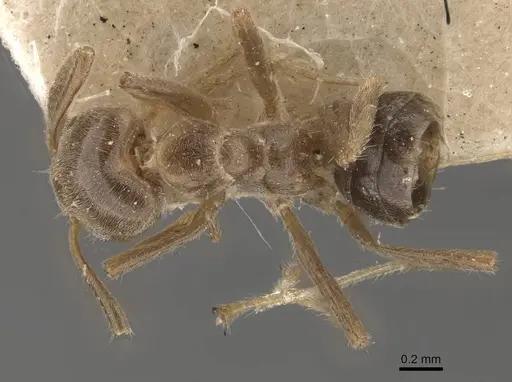 Azteca ulei - CASENT0909697