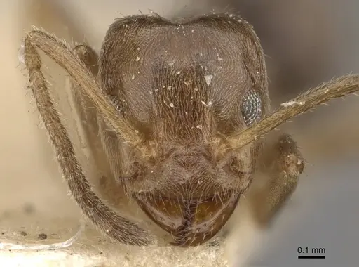 Azteca ulei - CASENT0909697