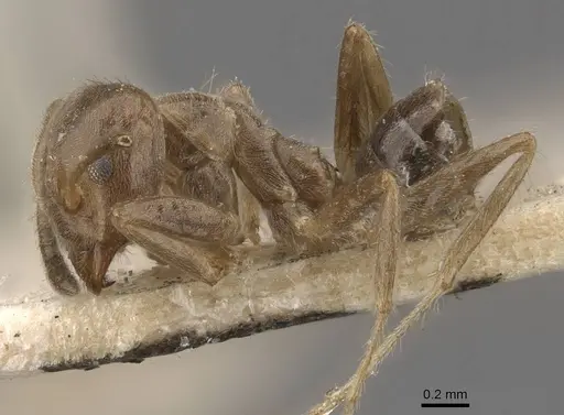 Azteca ulei - CASENT0909697