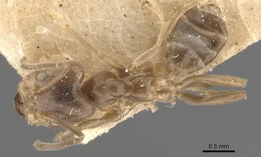 Azteca ulei - CASENT0909701