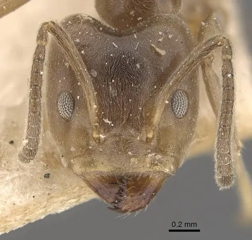 Azteca ulei - CASENT0909701