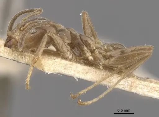 Azteca ulei - CASENT0909701