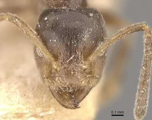 Azteca ulei - CASENT0909702