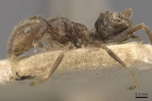 Azteca ulei - CASENT0909702