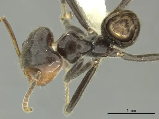 Azteca velox specimen