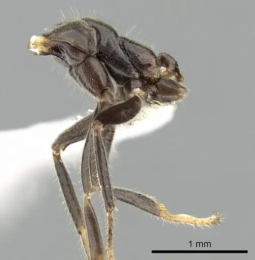 Azteca velox specimen