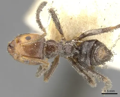 Azteca velox - CASENT0903016