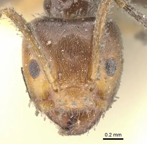 Azteca velox - CASENT0903016