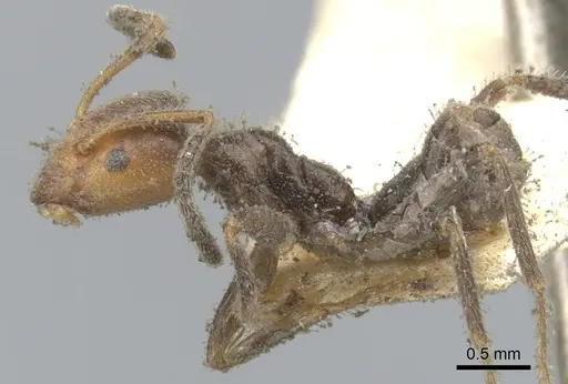 Azteca velox - CASENT0903016