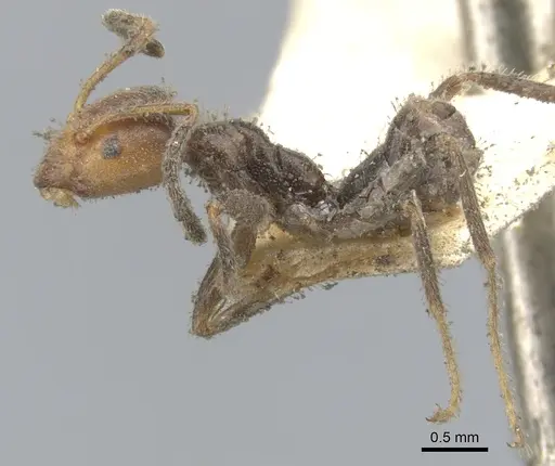 Azteca velox - CASENT0903016