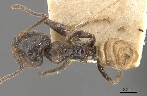 Azteca velox - CASENT0909703