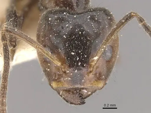 Azteca velox - CASENT0909703