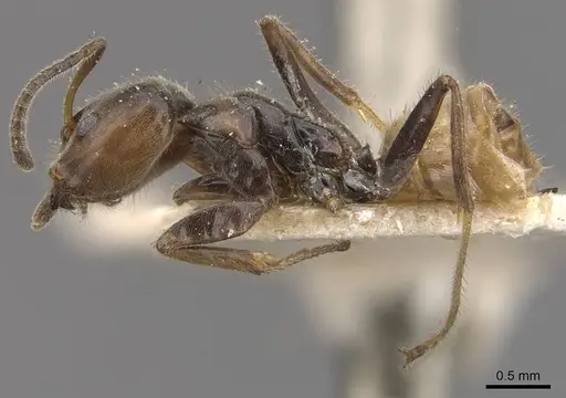 Azteca velox - CASENT0909703