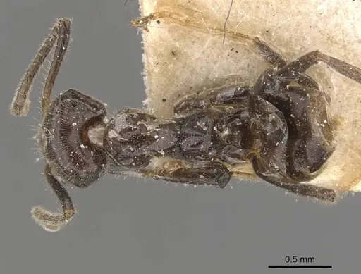 Azteca velox - CASENT0909704