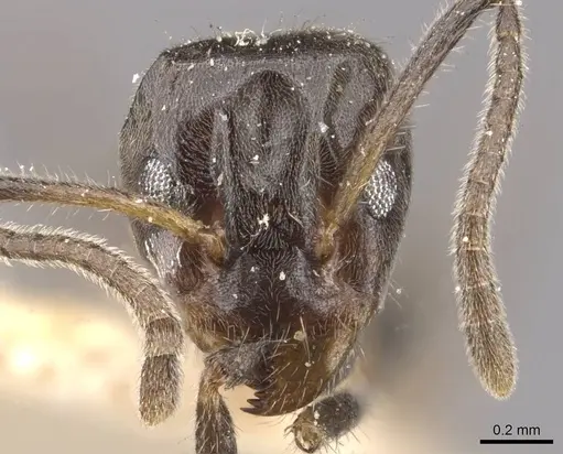 Azteca velox - CASENT0909704