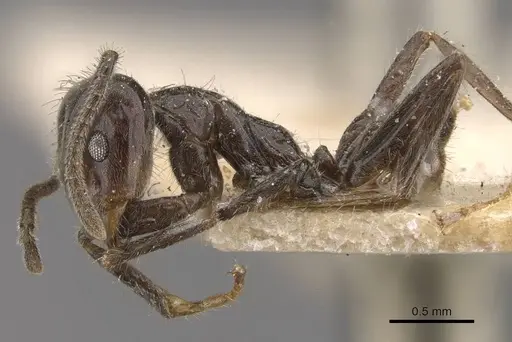 Azteca velox - CASENT0909704