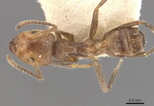 Azteca velox - CASENT0909705