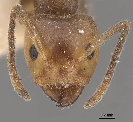 Azteca velox - CASENT0909705