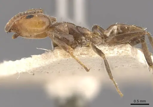 Azteca velox - CASENT0909705