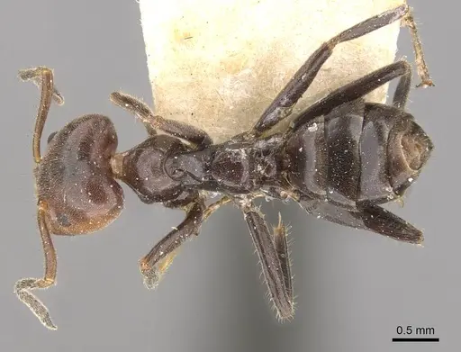 Azteca velox - CASENT0909707