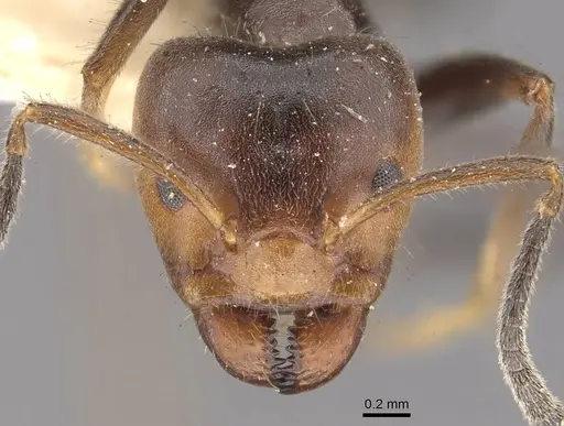 Azteca velox - CASENT0909707