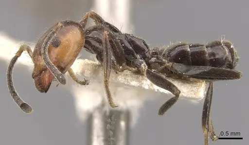 Azteca velox - CASENT0909707