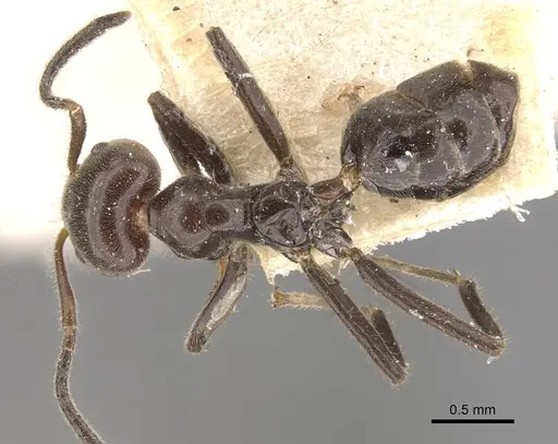 Azteca velox - CASENT0909708