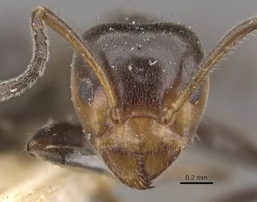 Azteca velox - CASENT0909708