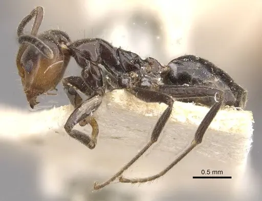 Azteca velox - CASENT0909708