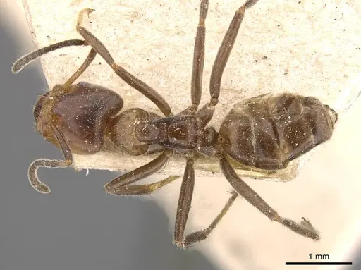 Azteca velox - CASENT0909710