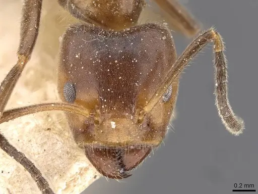 Azteca velox - CASENT0909710