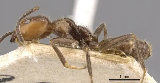 Azteca velox - CASENT0909710